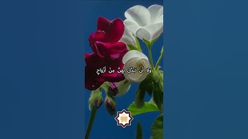 سورة الأحزاب #اكسبلور #تلاوة_خاشعة #تيك_توك