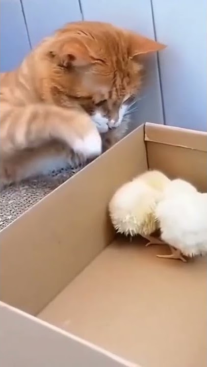 Kucing iseng sama anak ayam