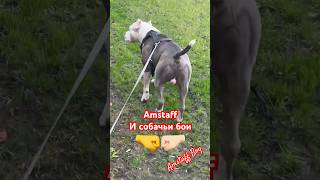 Amstaff Boy и собачьи бои #amstaff #pitbull #амстафф #собака #dog #staff #doglife #тренировка #бои
