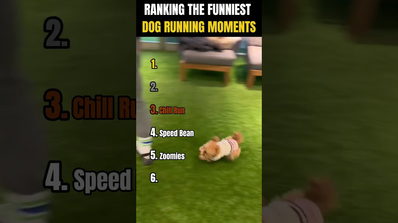 RANKING THE FUNNIEST DOG RUNNING MOMENTS PART 2