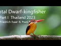 Oriental Dwarf Kingfisher Part I