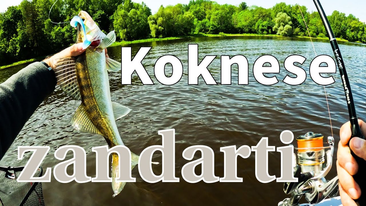 Koknesē ar zandartiem viss ir labi. 👌