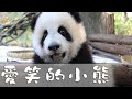 《熊貓主題趴》愛笑的小熊運氣都不會太差 | iPanda熊貓頻道