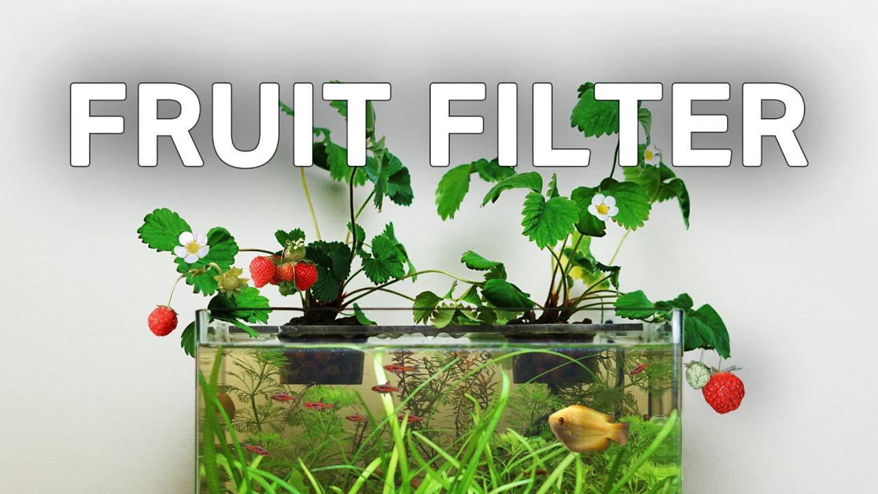 Making a Strawberry-Powered Aquarium (With No Filter) 