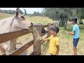 Choti choti gaiyya gokulafarm sydney hareramaharekrishna