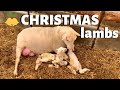 Lambing on Christmas Day: Vlog 204