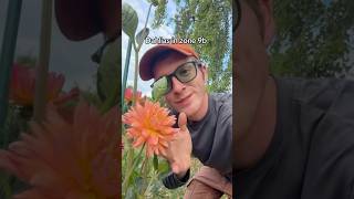 Dahlias in zone 9b
