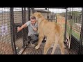 Another Eventful MOVING Day! | The Lion Whisperer