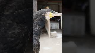 Cormorants Like To Eat Fish