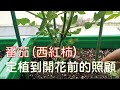 （城市農夫）番茄.西紅柿定植到開花前的照顧@陽台種菜