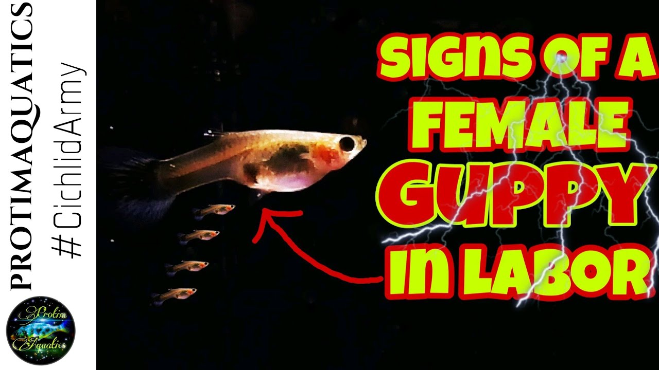 Guppy Pregnancy Chart