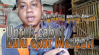 Waktu yang tepat untuk cabut bulu ekor merpati
