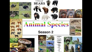 10 Species of Pythons (Volume 1) 🐍 | 4K Remaster