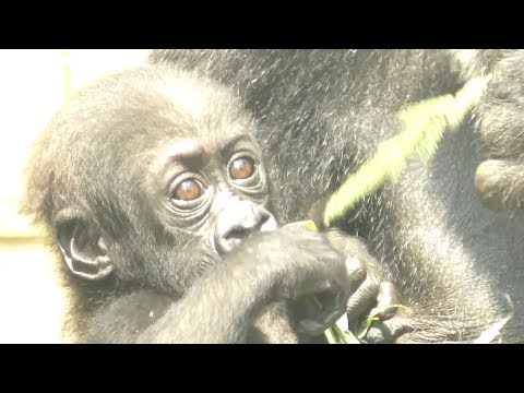 【京都市動物園】ゴリラの赤ちゃん、「ママ、ちょうだい」Gorilla baby, "Mama, please give me"