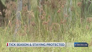 Tick season is here: Local doctor shares how to stay safe from Lyme disease