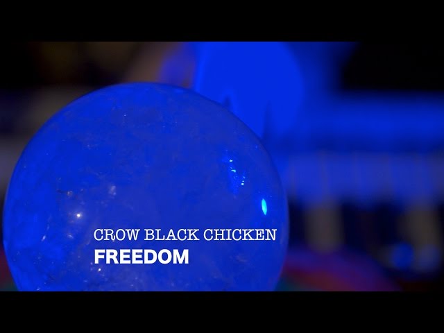 Crow Black Chicken - Freedom