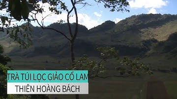 Trà túi lọc Giảo Cổ Lam Thiên Hoàng Bách | Tác dụng điều trị huyết áp của Giảo Cổ Lam