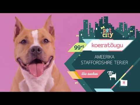 Video: Lõhnad, mis tõrjutavad koeri