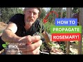 Propagating Rosemary: How to Grow Rosemary