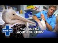 Pelican Lands on BUSY HIGHWAY and Needs Emergency Care | Bondi Vet