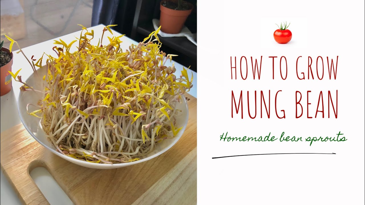 FAST AND EASY: GROW MUNG BEAN SPROUT AT HOME (INSPIRED BY MAANGCHI) ️🍅🍅