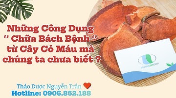 NHỮNG CÔNG DỤNG ‘’ CHỮA BÁCH BỆNH ‘’ TỪ CÂY CỎ MÁU MÀ CHÚNG TA CHƯA BIẾT ?
