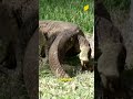 Le Dernier Dinosaure : Le venin mortel du Dragon de Komodo ! 🦎🔥#Wildlife #Nature #ytshorts