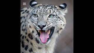 The Ghost of the Mountains | The Elusive Snow Leopard Revealed #animals