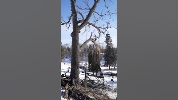 Dangerous Oak tree Barberchair