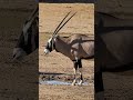 Meet the Toughest Animal in the Desert: The Beisa Oryx #shorts #wildlife #naturedocumentary