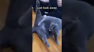 funny cat with itchy junk cat meme shorts