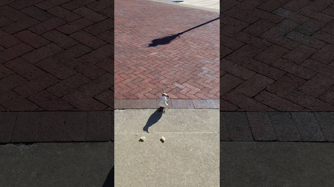 birds vs schlotzskys