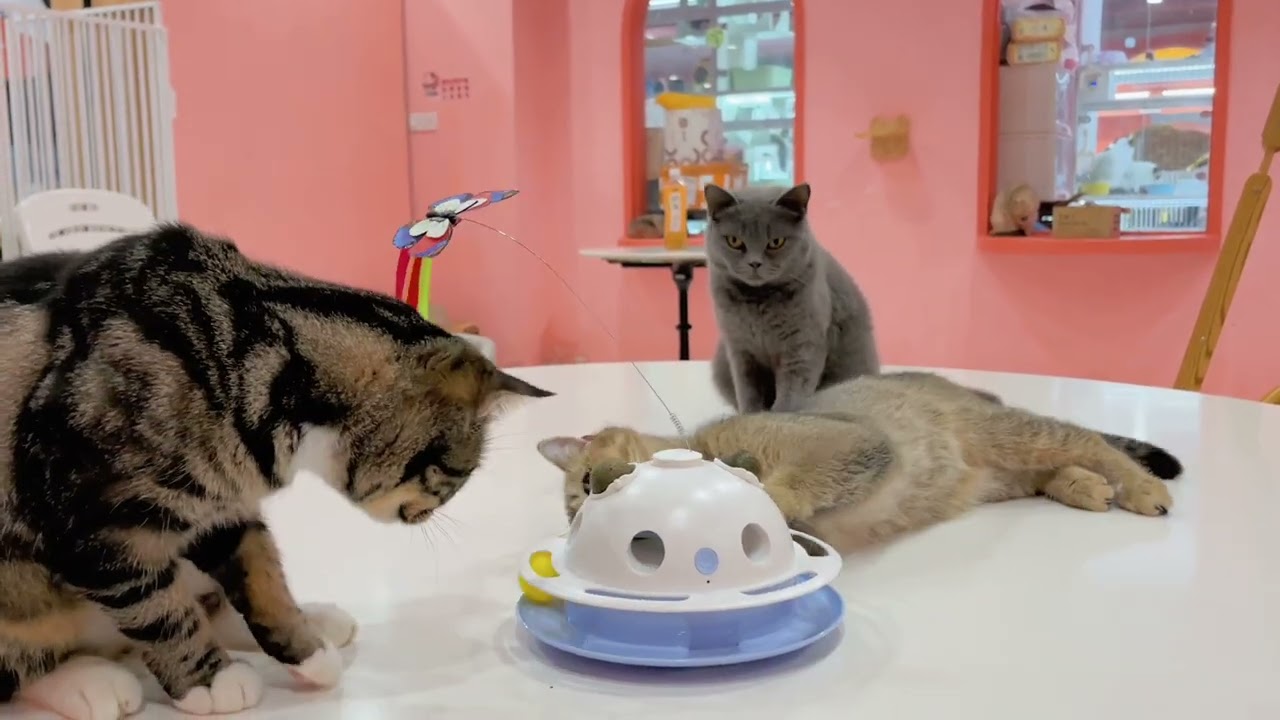 ボーダーファインアーツ 【BP23・Tom Kitten Butterfly】 Potaroma Cat Toys 4in1 Automatic Interactive Kitten Toy