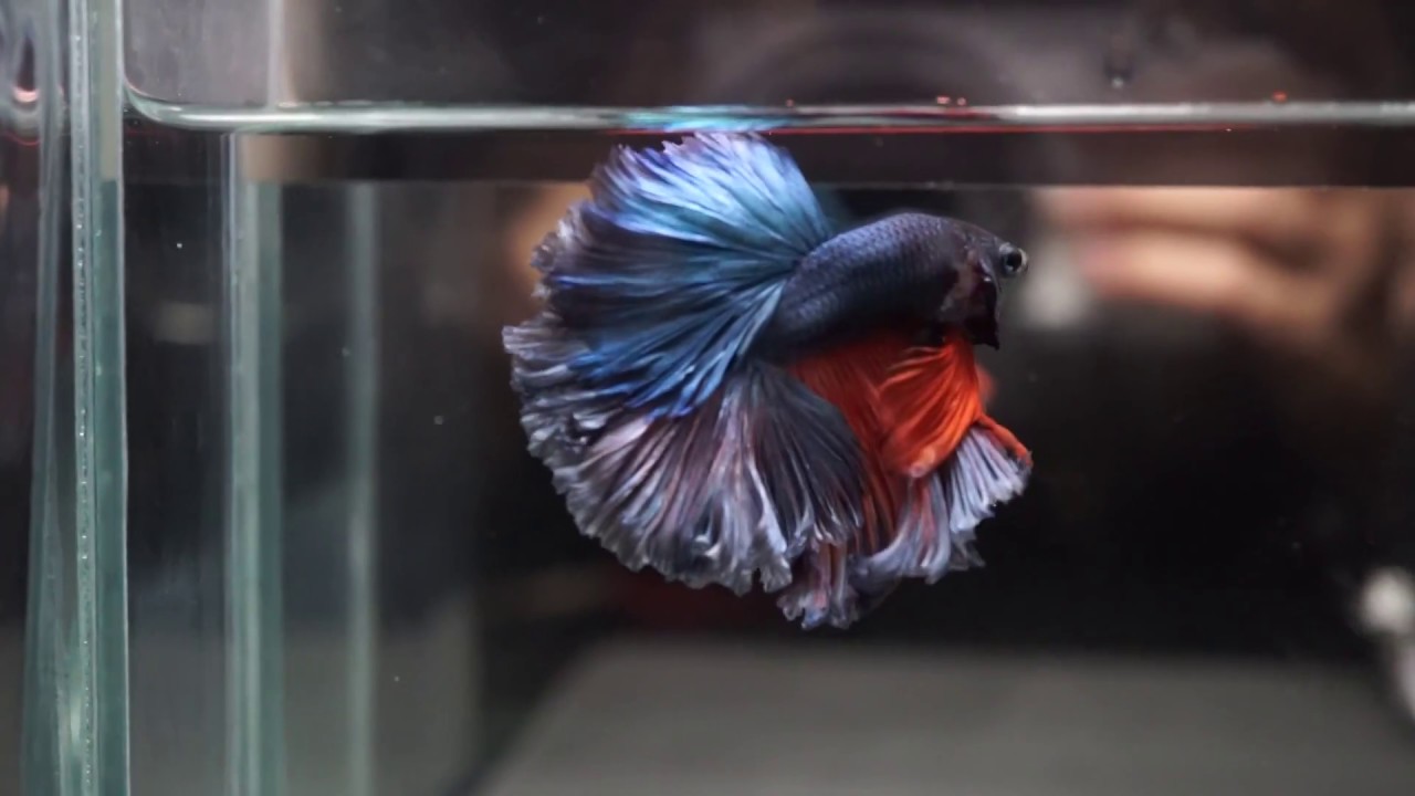 VIOLET-BLUE ORANGE AMBER Perfect Rosetail Halfmoon Betta