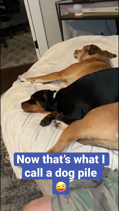 DOG PILE #shorts #dogpile #pups #cutenessoverload