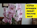 КОРНИ ОРХИДЕИ ЛЮБЯТ ПУСТУЮ ВАЗУ