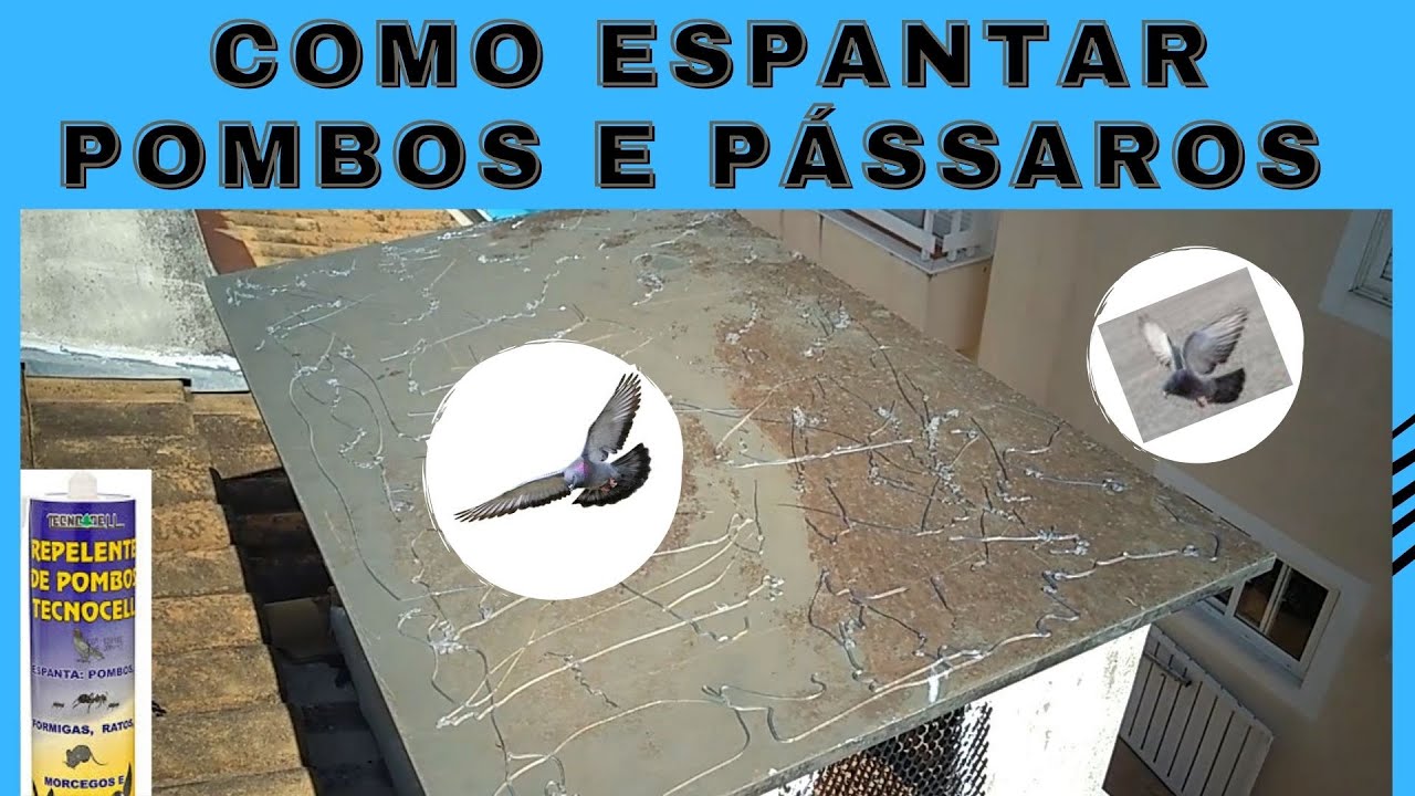 COMO ESPANTAR POMBOS E PÁSSAROS DO TELHADO | E AÍ, PESSOAL | Por Marcos ...