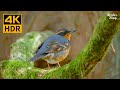 Relaxing Cat TV: Birds and Squirrels in the Forest. Another Bright Sunny Spring Day - 8 Hrs(4K HDR)