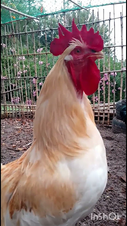 Muy atentos al gran gallo blanco 🐔#feedshorts #gallos #animales