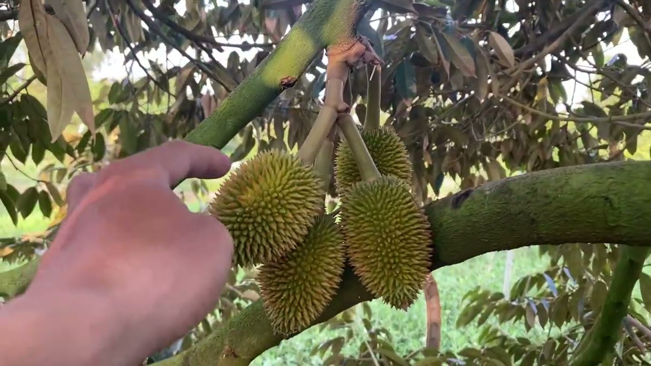 Bổ sung dinh dưỡng giúp trái  sầu riêng lớn và xanh gai, tròn đều