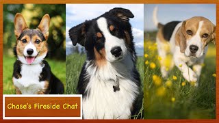 Ranking Cute Dogs Chases Fireside Chat Ep. 4
