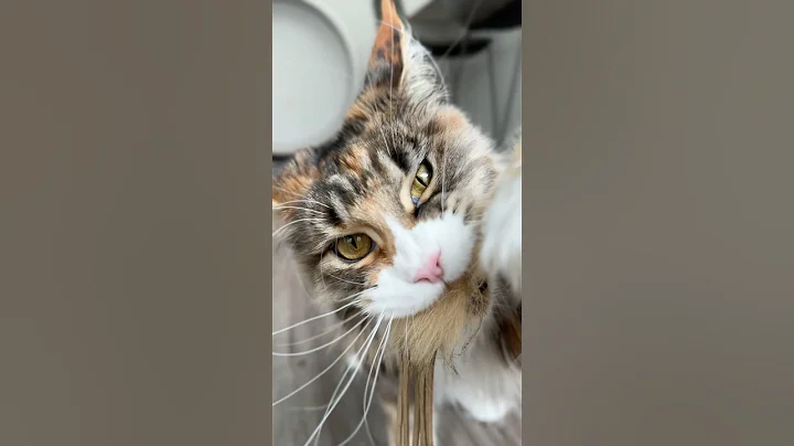 Video 10191061: toy mainecoon cat