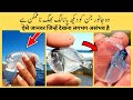 Top 10 invisible  transparent animals in the world           2024