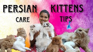 Persian cat maintanence and care tips tamil | AR-Rahman cats|exotic Persian cat #persiancat  #tamil by Our Story's Different 25,205 views 1 year ago 23 minutes