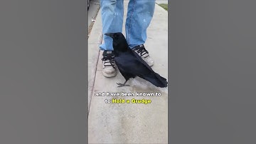 Crow Is Smarter Than A 7 Year Old