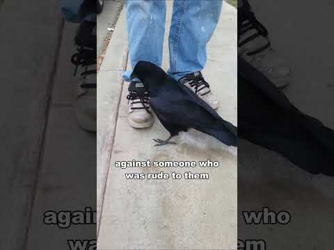 Video: The gray crow is the smartest representative of the world of birds