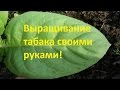 ВЫРАЩИВАНИЕ ТАБАКА КУРИТЕЛЬНОГО  1 Часть - ПОСАДКА