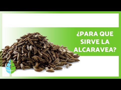 Video: ¿Cómo usar la semilla de alcaravea?