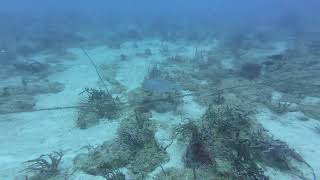 Large Snapper on Deco Divers Miami  5/18/24