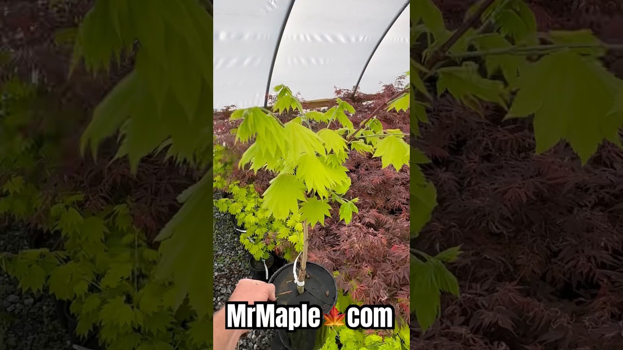 Spice up your home garden with these 3 Japanese maples from MrMaple.com 